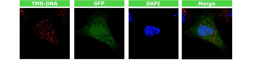 4D-nucleofectorD(zhun)xD(zhun)ȾGFP|(zh)ٱ_(d)