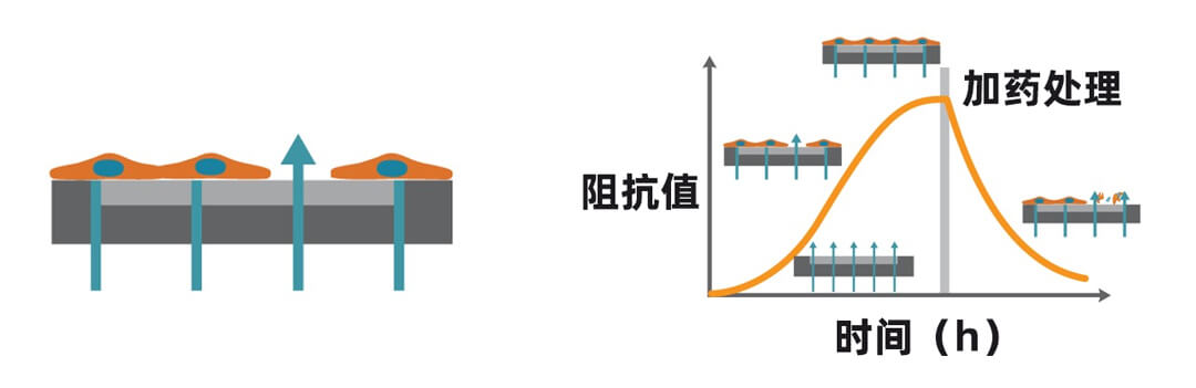 Axion Biosystems MAESTRO Z實(shí)時(shí)無(wú)標(biāo)記細(xì)胞分析儀