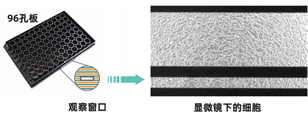 Axion Biosystems MAESTRO Z實(shí)時(shí)無(wú)標(biāo)記細(xì)胞分析儀