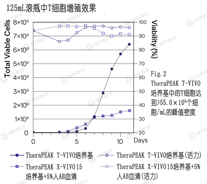 T-VIVO培養(yǎng)基比添加血清的X-VIVO 15培養(yǎng)基,提供更高的細胞產(chǎn)量和活性 北京澤平