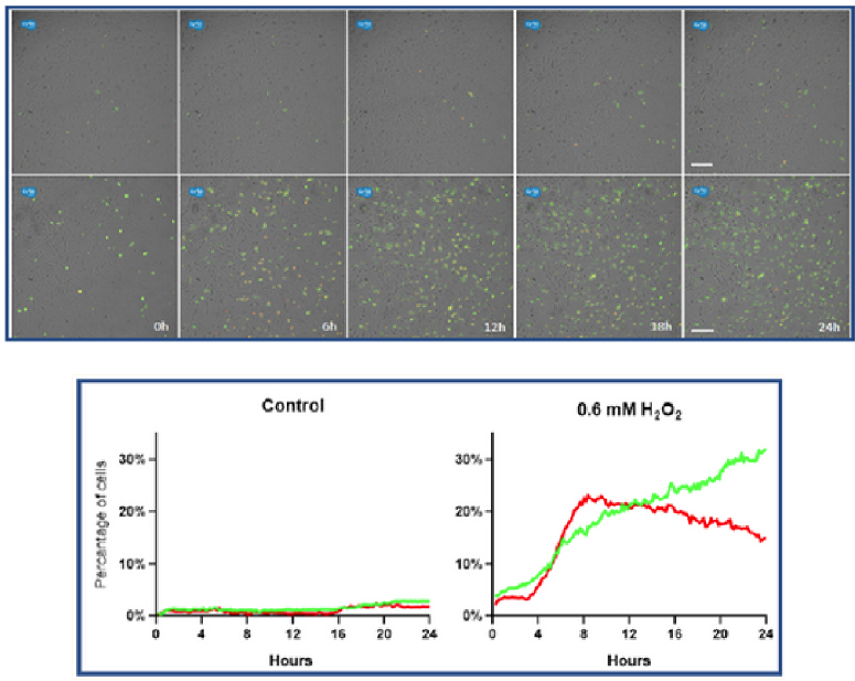Axion CytoSMART Lux3(ni)ȫԄ(dng)(x)ϵy(tng)(chng)ɹ⼚(x)x ƽ