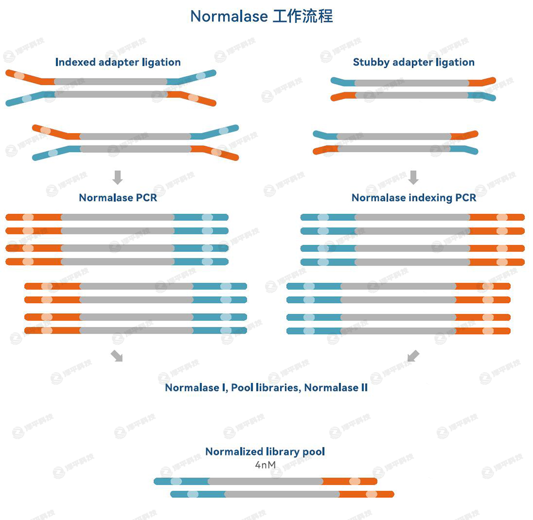 IDT xGen Normalase 文庫均一化試劑盒的工作流程代理商北京澤平