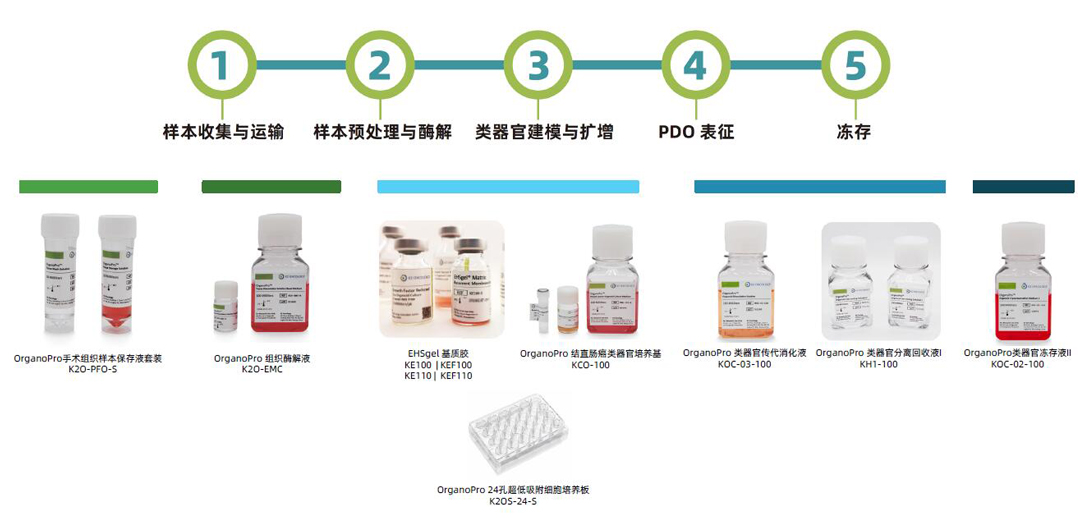 科途醫(yī)學(xué)EHSgel基質(zhì)膠、OrganoPro樣本保存液、組織酶解液、類器官培養(yǎng)基、類器官細(xì)胞因子、類器官傳代消化液、類器官凍存液代理商北京澤平