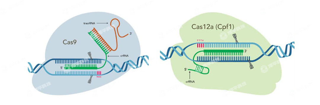 IDT Alt-R CRISPR-Cas9CRISPR-Cas12a (Cpf1) ݋ϵy(tng)ߴ̱ƽ