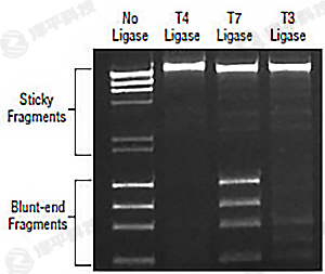 NEB T7 DNA Bø T7 DNA Ligase؛̖M0318 ̱ƽ