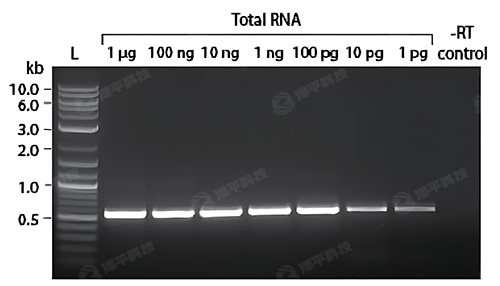 NEB ProtoScript II DøʹʼRNAǳ٣Ҳɸ|cDNA ̱ƽ