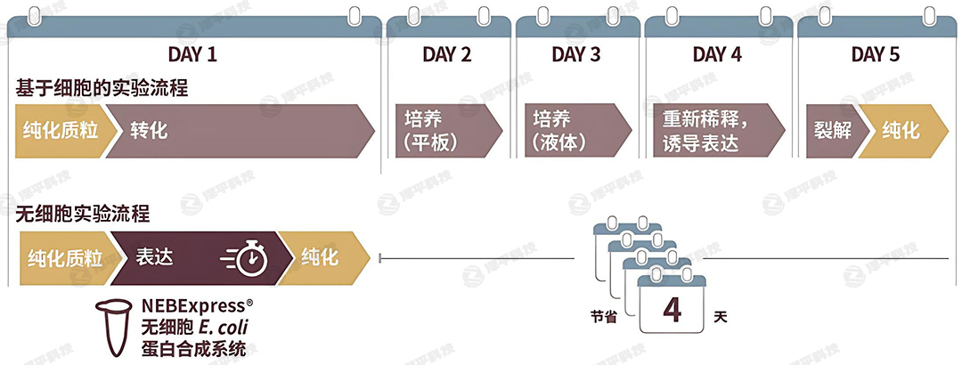 NEB無細(xì)胞表達(dá)實驗流程 代理商北京澤平
