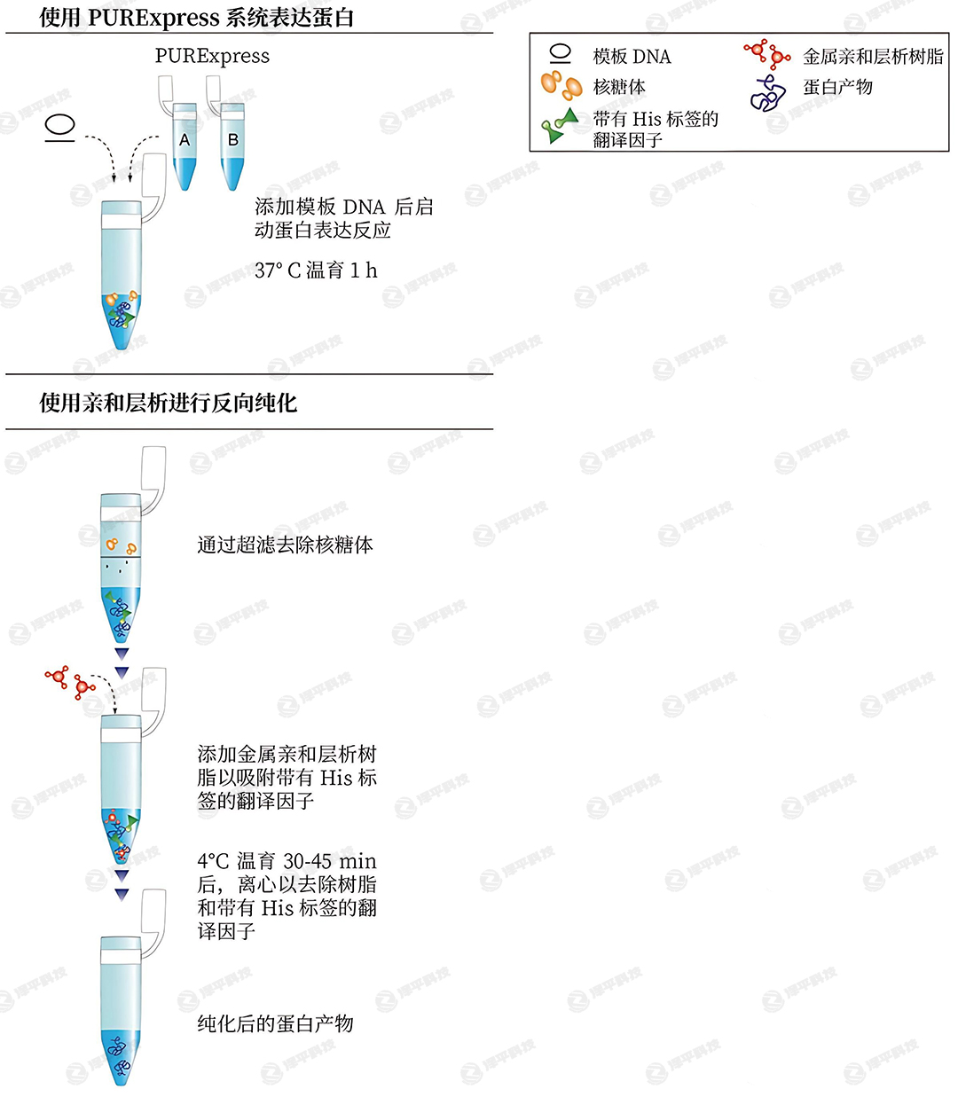 PURExpress系統(tǒng)進行蛋白表達(dá)和純化示意圖 代理商北京澤平